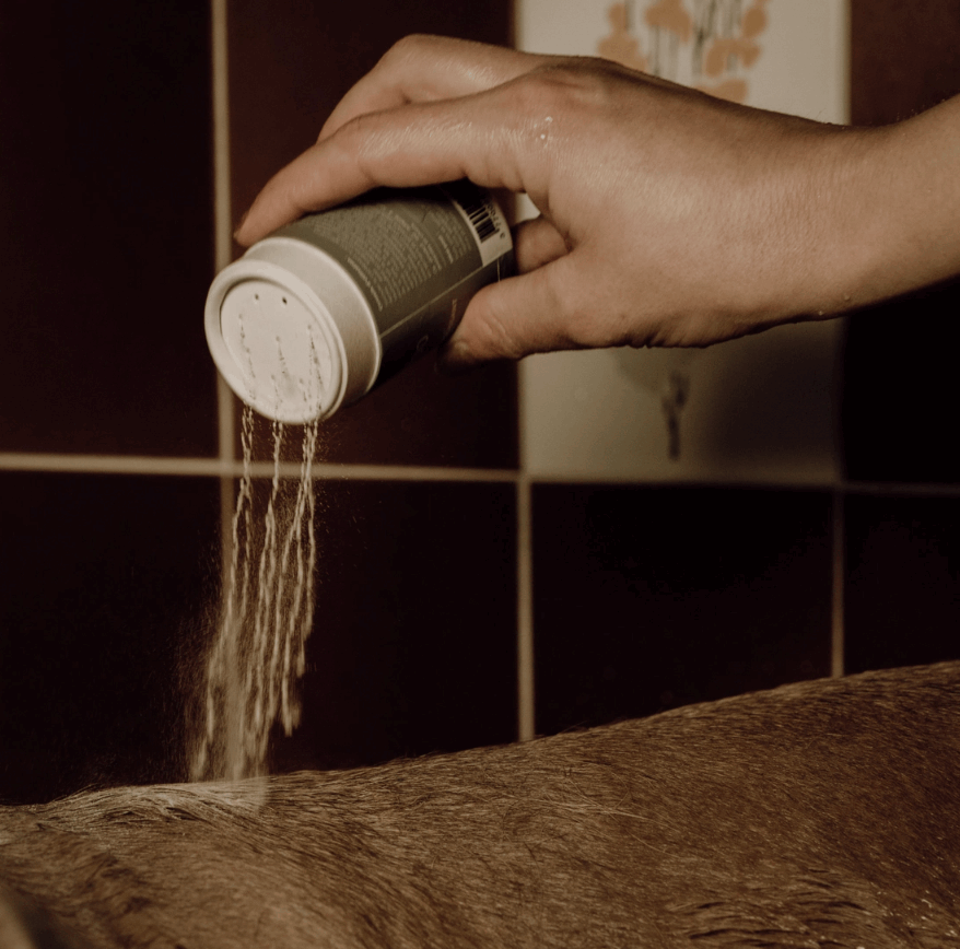 Shampoing naturel pour chiens