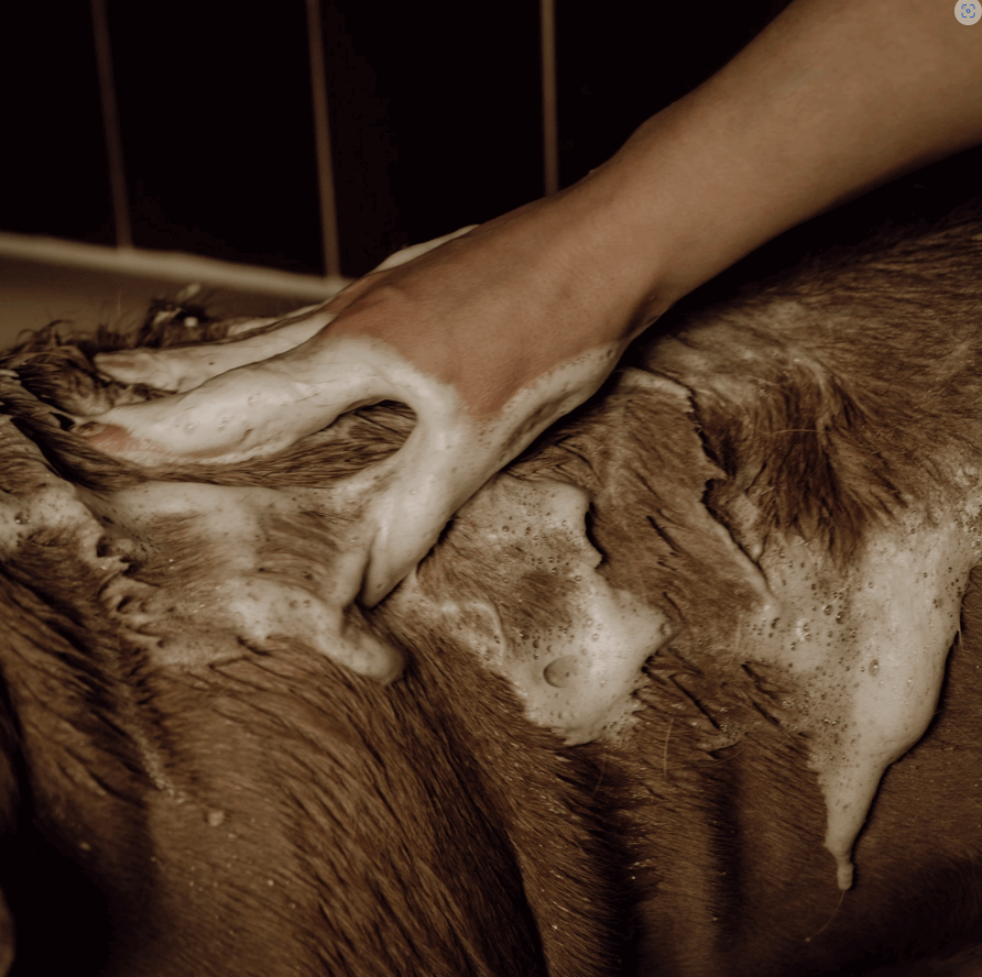 Shampoing naturel pour chiens