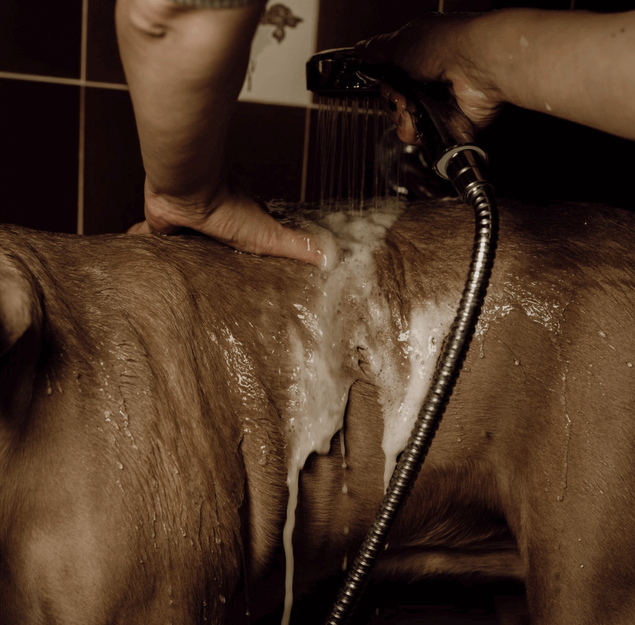 Shampoing naturel pour chiens